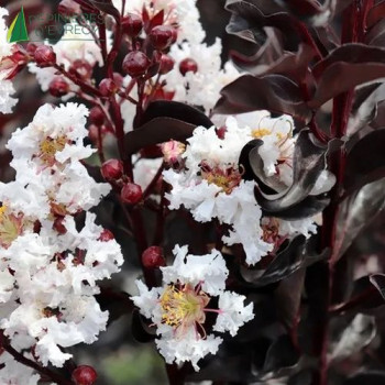 LAGERSTROEMIA indica Pure White