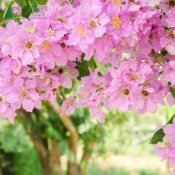 LAGERSTROEMIA indica Rosea