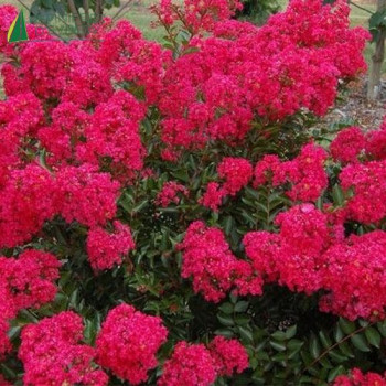 LAGERSTROEMIA indica Berry dazzle