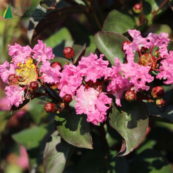 LAGERSTROEMIA indica Rhapsody in Pink