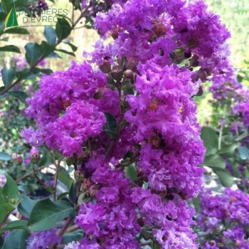LAGERSTROEMIA indica Superviolacea
