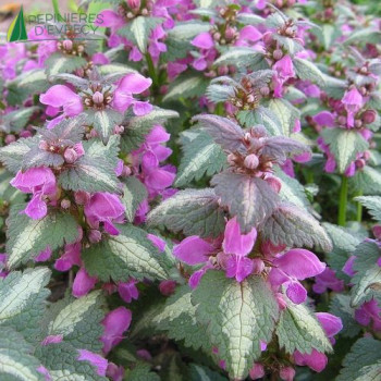 LAMIUM mac.roseum