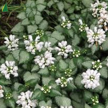 LAMIUM mac.white Nancy