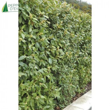 LAURUS nobilis