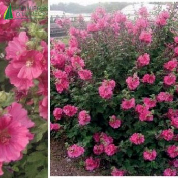 LAVATERA Chamallow ®