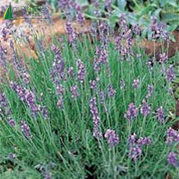 LAVANDULA angustifolia Dwarf blue 20/30 Cont.3/4 L 