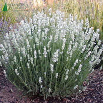LAVANDULA angustifolia Alba 20/30 Cont.3/4 L 