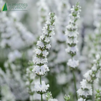 LAVANDULA angustifolia Edelweiss