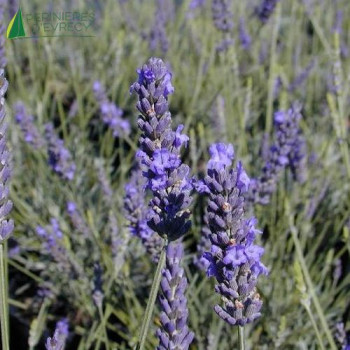 LAVANDULA angustifolia Grosso