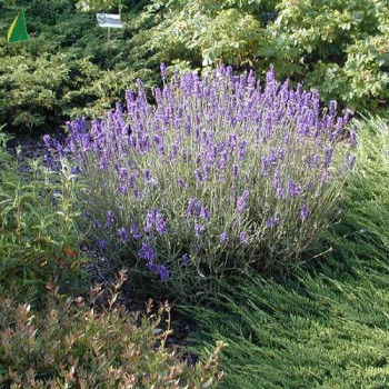 LAVANDULA angustifolia Hidcote 20/30 Cont.3/4 L 