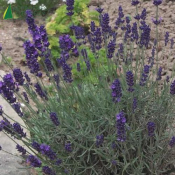 LAVANDULA angustifolia Munstead