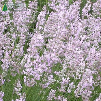LAVANDULA angustifolia Rosea  Cont.3/4 L 