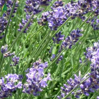 LAVANDULA x intermedia Dutch lavander