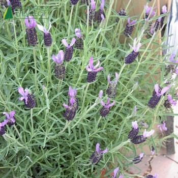 LAVANDULA Papillon
