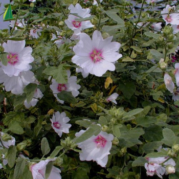 LAVATERA thuringiaca Barnsley baby ®