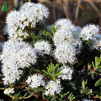 LEDUM Groenlandicum Helma