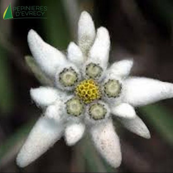 LEONTOPODIUM alpinum