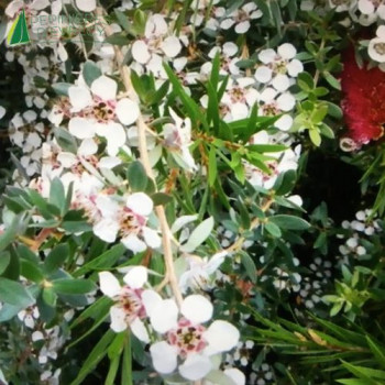 LEPTOSPERMUM lanigerum Silver Sheen