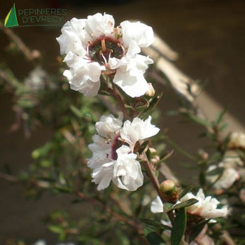 LEPTOSPERMUM scoparium Snow Flurry