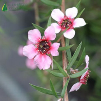 LEPTOSPERMUM scoparium Pink cascade  Cont.3/4 L 