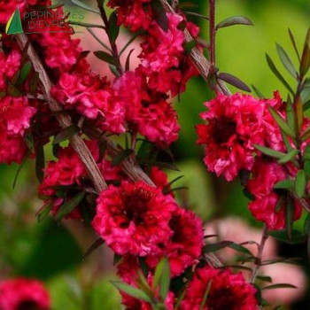 LEPTOSPERMUM scoparium Winter cheer
