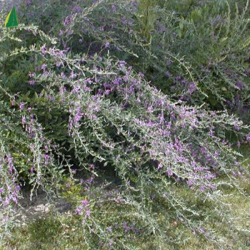 LESPEDEZA thunbergii