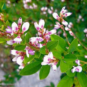 LESPEDEZA thunbergii Edo shibori