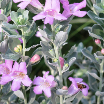 LEUCOPHYLLUM frutescens
