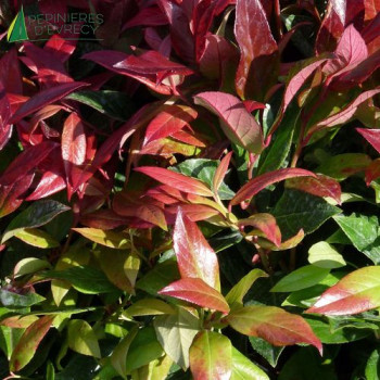LEUCOTHOE scarletta Zeblid