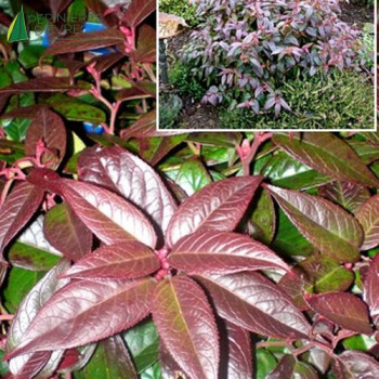 LEUCOTHOE walteri Rainbow