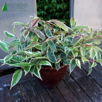 LEUCOTHOE walteri White Water