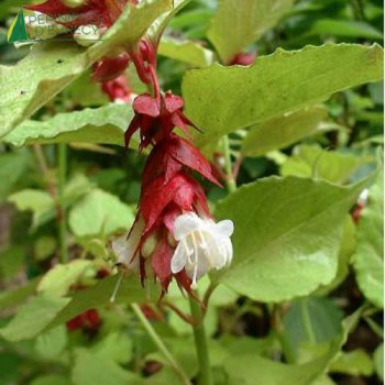 LEYCESTERIA formosa Golden lanterns