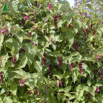 LEYCESTERIA formosa Purple rain