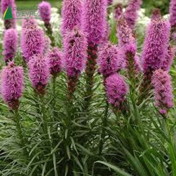 LIATRIS spicata Kobold