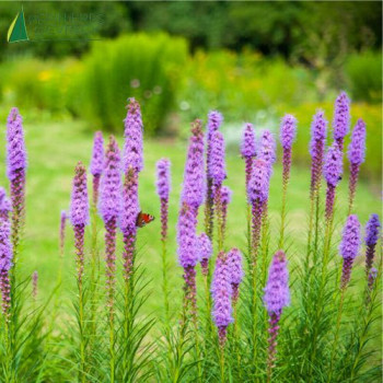 LIATRIS spicata  Godet 8/9 