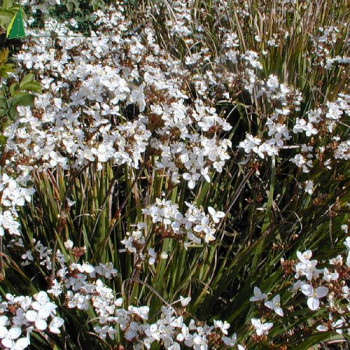 LIBERTIA grandiflora