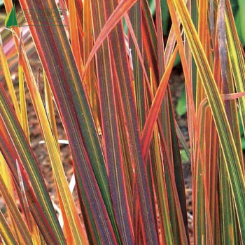 LIBERTIA ixioides Taupo Sunset