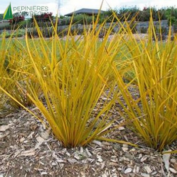 LIBERTIA Gold Leaf