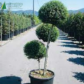 LIGUSTRUM delavayanum 3 Pompons 150/175 Conteneur 