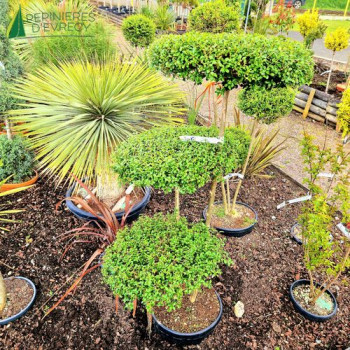 LIGUSTRUM delavayanum 3 Plateaux 125/150 Cont.30 L 
