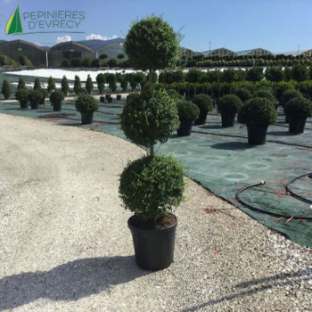 LIGUSTRUM delavayanum 3 Pompons superposés