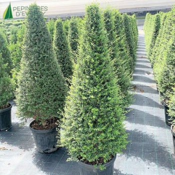 LIGUSTRUM delavayanum Cone 100/125 Cont.30 L 