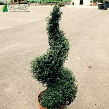 LIGUSTRUM delavayanum Spirale 100/125 Cont.15/20 L 