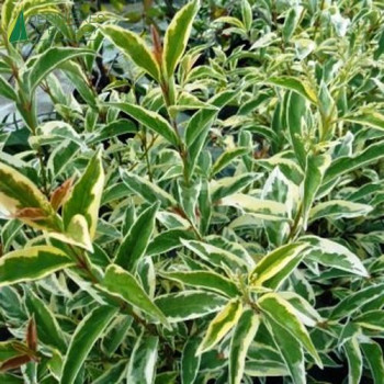 LIGUSTRUM japonicum Arlequin ®
