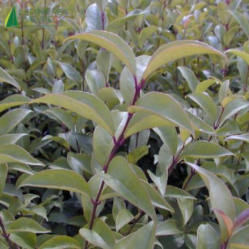 LIGUSTRUM japonicum Lucidum