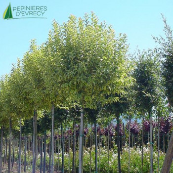 LIGUSTRUM japonicum Excelsa superbum