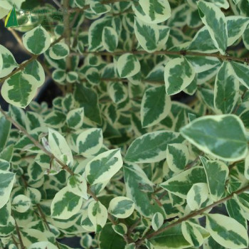LIGUSTRUM ovalifolium Argenteum