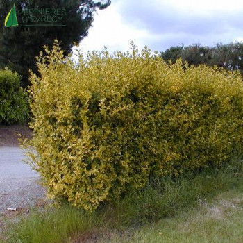 LIGUSTRUM ovalifolium Aureum
