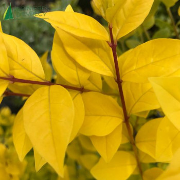 LIGUSTRUM ovalifolium Luminosa