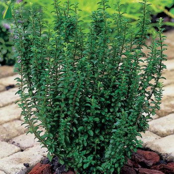 LIGUSTRUM sinensis Eugene Clive